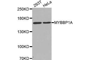 Image no. 1 for anti-Myb-Binding Protein 1A (MYBBP1A) antibody (ABIN1680938)