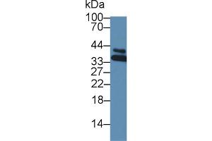 Image no. 1 for anti-Heterogeneous Nuclear Ribonucleoprotein A1 (HNRNPA1) (AA 2-320) antibody (ABIN5013693)