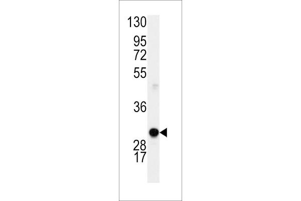 Cyclin D1 Antikörper  (AA 68-97)