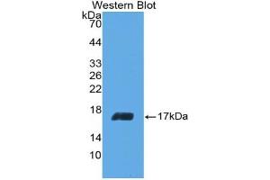 IL-5 Antikörper  (AA 20-134)