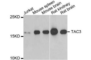 Image no. 1 for anti-Tachykinin 3 (TAC3) antibody (ABIN6148801)