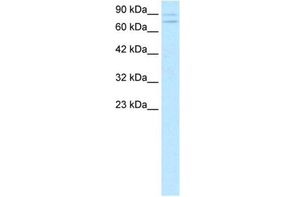 anti-Zinc Finger Protein 81 (ZNF81) (Middle Region) antibody