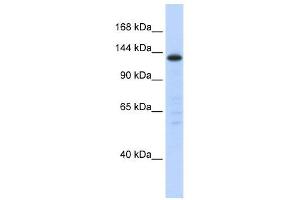 Image no. 1 for anti-Splicing Factor 3b, Subunit 3, 130kDa (SF3B3) (Middle Region) antibody (ABIN633217)