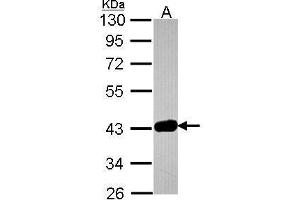 Image no. 2 for anti-GRB2-Related Adaptor Protein 2 (GRAP2) (Center) antibody (ABIN2856992)
