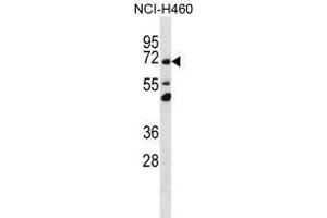 Image no. 1 for anti-Transmembrane Protein 181 (TMEM181) (AA 119-148), (N-Term) antibody (ABIN955236)