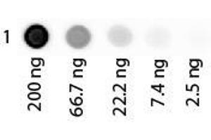 Dot Blot (DB) image for Albumin (ALB) protein (Rhodamine) (ABIN964111)