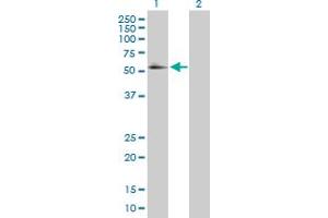 Image no. 1 for anti-Retinoid X Receptor, alpha (RXRA) (AA 1-462) antibody (ABIN519930)