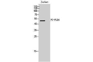 Image no. 1 for anti-Phospholipase D4 (PLD4) (C-Term) antibody (ABIN3180802)