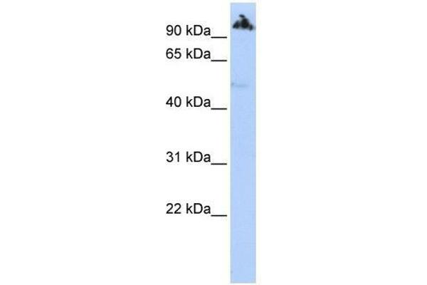 anti-Zinc Finger Protein 845 (ZNF845) (Middle Region) antibody
