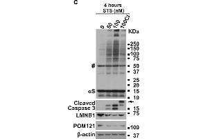 Image no. 8 for anti-POM121 Membrane Glycoprotein (POM121) (N-Term) antibody (ABIN2855297)