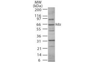 Image no. 1 for anti-Nuclear Factor of kappa Light Polypeptide Gene Enhancer in B-Cells Inhibitor, zeta (NFKBIZ) (AA 186-199) antibody (ABIN208547)