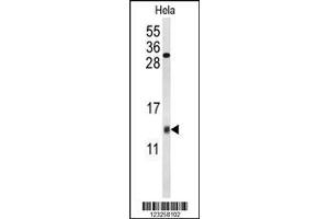 Image no. 1 for anti-Cytochrome C Oxidase Subunit Va (COX5A) (AA 46-73) antibody (ABIN653099)