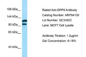 Image no. 1 for anti-Dipeptidyl-Peptidase 9 (DPP9) (N-Term) antibody (ABIN2789735)
