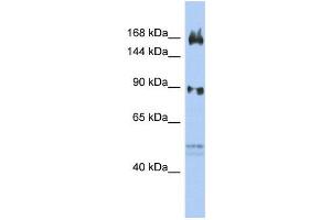 Image no. 1 for anti-AF4/FMR2 Family, Member 2 (AFF2) (N-Term) antibody (ABIN2778348)