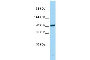 Image no. 1 for anti-Seizure Related 6 Homolog (SEZ6) (C-Term) antibody (ABIN2790343)
