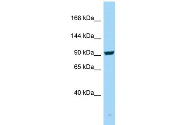SEZ6 antibody  (C-Term)