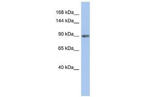 Image no. 1 for anti-Mitogen-Activated Protein Kinase Kinase Kinase Kinase 5 (MAP4K5) (Middle Region) antibody (ABIN634353)