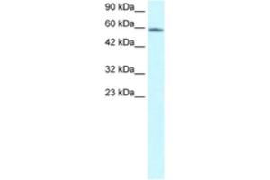 Image no. 1 for anti-Forkhead Box N3 (FOXN3) antibody (ABIN2460591)