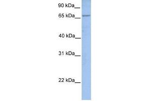 Image no. 1 for anti-Acyl-CoA Synthetase Long-Chain Family Member 1 (Acsl1) (N-Term) antibody (ABIN635029)