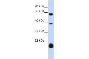 Image no. 1 for anti-Serotonin Receptor 3E (HTR3E) (Middle Region) antibody (ABIN2776341)