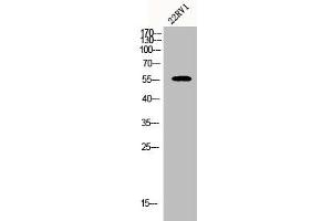 CYP2A7 antibody  (C-Term)