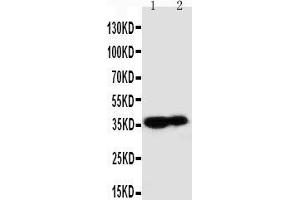 Image no. 2 for anti-Kallikrein 9 (KLK9) (AA 236-250), (C-Term) antibody (ABIN3043038)