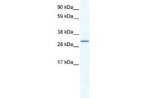 anti-Spi-C Transcription Factor (Spi-1/PU.1 Related) (SPIC) (N-Term) antibody