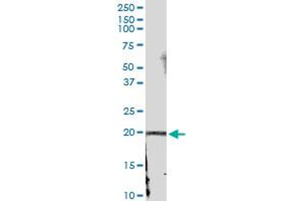 IFNA21 antibody  (AA 1-189)