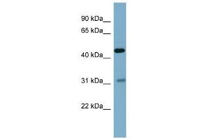 Image no. 1 for anti-Osteomodulin (OMD) (Middle Region) antibody (ABIN634647)