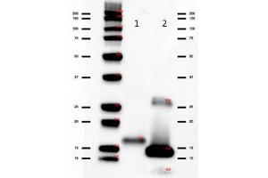 Image no. 1 for anti-Interleukin 2 (IL2) antibody (HRP) (ABIN964771)