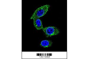Image no. 1 for anti-Sorbin and SH3 Domain Containing 1 (SORBS1) (AA 866-892) antibody (ABIN654646)