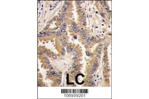 Image no. 2 for anti-BCL2-Associated Agonist of Cell Death (BAD) (AA 53-81) antibody (ABIN388109)