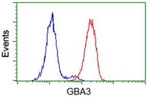 Image no. 6 for anti-Glucosidase, Beta, Acid 3 (Cytosolic) (GBA3) (AA 1-150), (AA 370-469) antibody (ABIN1490582)