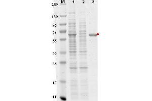 Image no. 2 for DYKDDDDK Tag peptide (DYKDDDDK Tag) (ABIN1607595)