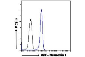 Image no. 3 for anti-Neurexin 1 (NRXN1) (C-Term) antibody (ABIN190771)