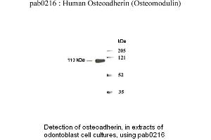 Image no. 1 for anti-Osteomodulin (OMD) (N-Term) antibody (ABIN347103)