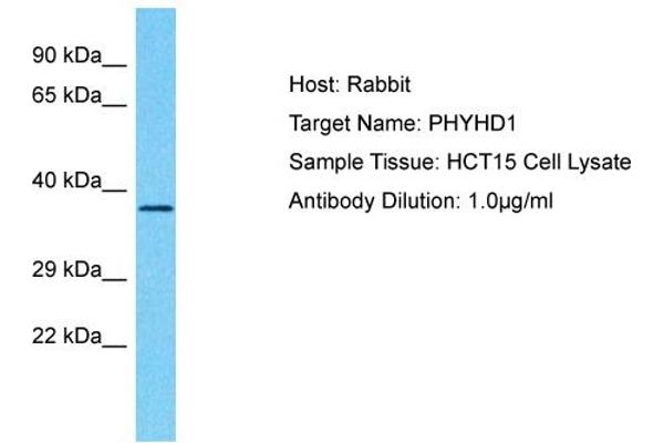 anti-Phytanoyl-CoA Dioxygenase Domain Containing 1 (PHYHD1) (C-Term) antibody