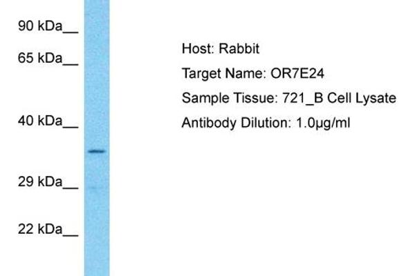 OR7E24 antibody  (C-Term)