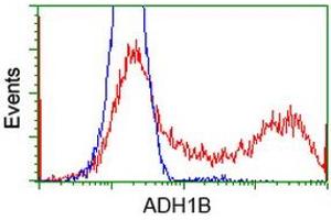 Image no. 3 for anti-Alcohol Dehydrogenase 1B (Class I), beta Polypeptide (ADH1B) antibody (ABIN1496477)