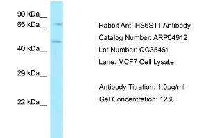 Image no. 1 for anti-Heparan Sulfate 6-O-Sulfotransferase 1 (HS6ST1) (C-Term) antibody (ABIN2789994)
