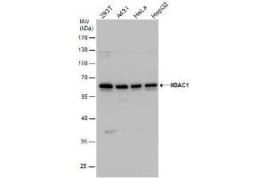 Image no. 2 for anti-Histone Deacetylase 1 (HDAC1) (Center) antibody (ABIN2854776)
