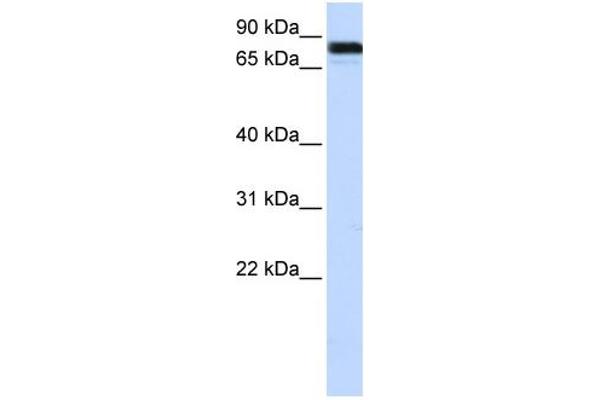 EWSR1 anticorps  (Middle Region)