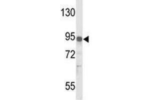Image no. 1 for anti-Interleukin 17 Receptor D (IL17RD) (AA 217-245) antibody (ABIN3028755)