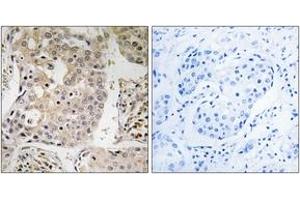 Image no. 2 for anti-Mitochondrial Ribosomal Protein L41 (MRPL41) (AA 81-130) antibody (ABIN1534530)
