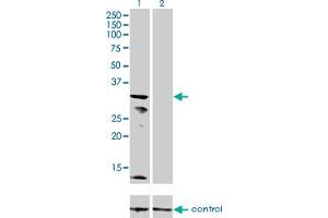Image no. 2 for anti-Potassium Inwardly-Rectifying Channel, Subfamily J, Member 15 (KCNJ15) (AA 290-355) antibody (ABIN561586)