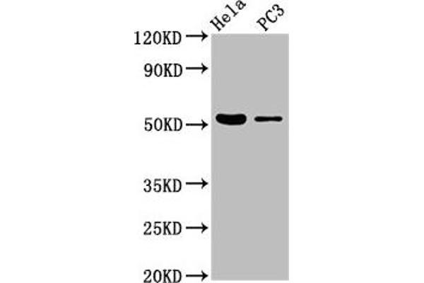 CELF6 antibody  (AA 292-395)