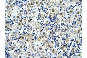 Image no. 3 for anti-Nuclear Transcription Factor Y, gamma (NFYC) (C-Term) antibody (ABIN927764)