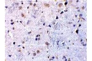 Immunohistochemistry (IHC) image for anti-C1q and Tumor Necrosis Factor Related Protein 7 (C1QTNF7) (N-Term) antibody (ABIN1031333)