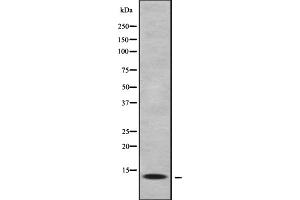 Image no. 2 for anti-C-Myc Binding Protein (MYCBP) (N-Term) antibody (ABIN6263459)