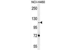 Image no. 3 for anti-Protocadherin alpha Subfamily C, 2 (PCDHAC2) (AA 623-652), (Middle Region) antibody (ABIN954038)